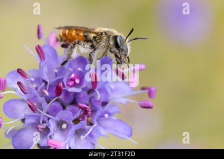 Petite abeille minière Scabious sur la fleur d'un bit du diable Scabious. Cette abeille solitaire a considérablement diminué au Royaume-Uni. Banque D'Images