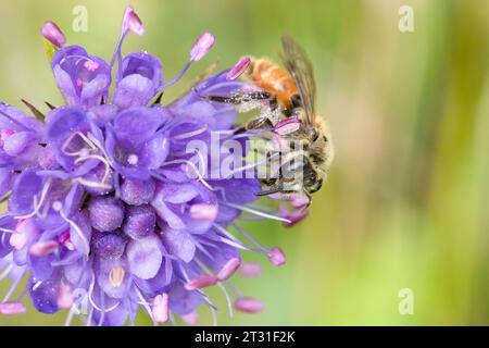 Petite abeille minière Scabious sur la fleur d'un bit du diable Scabious. Cette abeille solitaire a considérablement diminué au Royaume-Uni. Banque D'Images