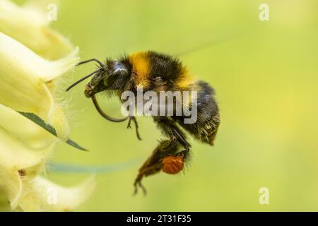 Bourdon planant devant la fleur dont il est sur le point de se nourrir, pollinisant dans le processus, jardin, Kent, Royaume-Uni. Banque D'Images