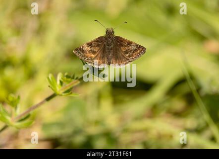 Un arrière-plan de skipper minable perché près du sol sur son habitat typique de craie dans le fond, Kent, Royaume-Uni. Banque D'Images