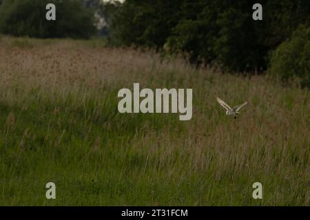 Hibou de grange lointain volant à travers le paysage de la fène, dans la lumière du soir, transportant des proies après une chasse réussie, East Anglia, Royaume-Uni. Banque D'Images