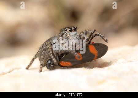 Jumping Spider à ventre rouge, femelle, se nourrissant sur la trémie de plante, Corfou, Grèce. Banque D'Images