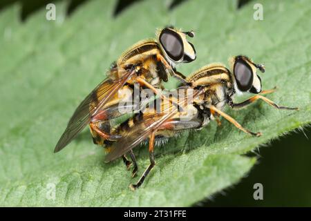 Une paire d'aéroglisseurs à rayures distinctives s'accouplant perchés sur une feuille, Herefordshire, Royaume-Uni. Banque D'Images