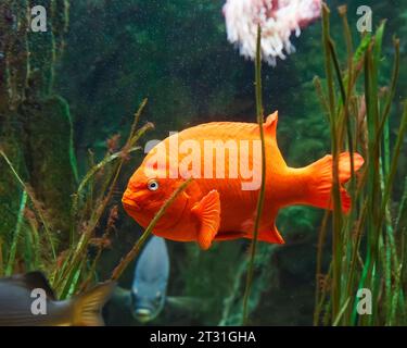 Garibaldi damégoïste (Hypsypops rubicundus) alias : poisson rouge Catalina et poisson rouge marin, originaire du nord-est de l'océan Pacifique. Animal captif Banque D'Images