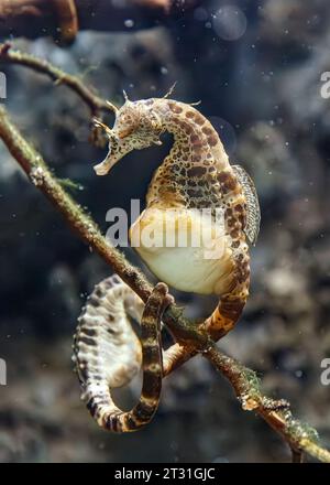 L'hippocampe à gros ventre (Hippocampus abdominalis) alias : hippocampe à ventre plat, originaire du sud-est de l'Australie et de la Nouvelle-Zélande Banque D'Images