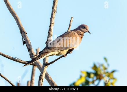 Colombe riante, (Spilopelia senegalensis) Paphos, Chypre Banque D'Images