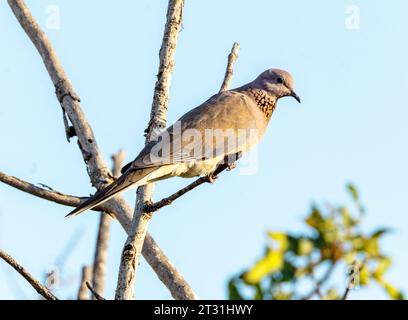 Colombe riante, (Spilopelia senegalensis) Paphos, Chypre Banque D'Images