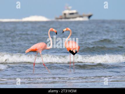 Une famille de flamants roses américains (Phoenicopterus ruber) est apparue dans un endroit inhabituel à Galveston, au Texas, en octobre 2023, probablement transloqué par Banque D'Images