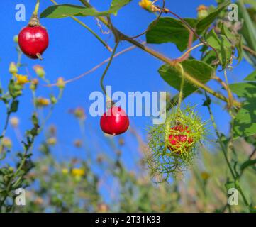 Fruits de la passiflore scarabée (Passiflora foetida var. Lanuginosa), fruits mûrs et mûrs sur vigne, Galveston, Texas, États-Unis. Banque D'Images