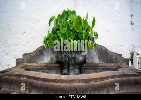 Une petite fontaine extérieure et un petit buisson à la base. Icod de los Vinos, Tenerife. Îles Canaries. Espagne. Banque D'Images