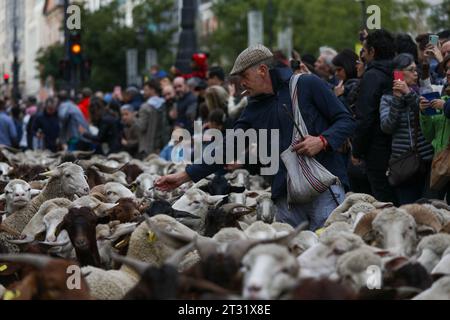 Madrid, Espagne. 22 octobre 2023. Un berger s'adresse à quelques moutons pendant la fête de la transhumance dans le centre de Madrid. Une année de plus, les moutons ont traversé le centre de Madrid dans une nouvelle édition du Festival de transhumance. Le festival est célébré depuis 1994 et remplit les principales artères de la capitale espagnole de moutons pour faire valoir l’élevage extensif comme outil de conservation de la biodiversité et de lutte contre le changement climatique. Cette année, quelque 1 100 moutons ont défilé dans le centre de la capitale. Crédit : SOPA Images Limited/Alamy Live News Banque D'Images