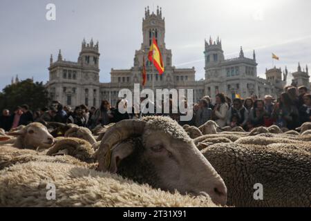 Madrid, Espagne. 22 octobre 2023. Un troupeau de moutons circule sur la Plaza de Cibeles pendant le festival de transhumance dans le centre de Madrid. Une année de plus, les moutons ont traversé le centre de Madrid dans une nouvelle édition du Festival de transhumance. Le festival est célébré depuis 1994 et remplit les principales artères de la capitale espagnole de moutons pour faire valoir l’élevage extensif comme outil de conservation de la biodiversité et de lutte contre le changement climatique. Cette année, quelque 1 100 moutons ont défilé dans le centre de la capitale. Crédit : SOPA Images Limited/Alamy Live News Banque D'Images