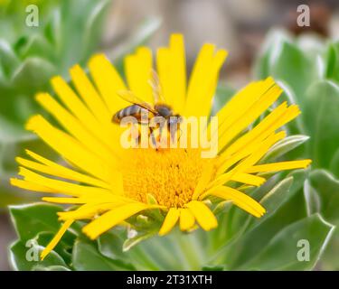 gros plan d'une abeille recueillant le nectar d'une fleur de pissenlit. Il a sur une de ses pattes une grosse boule de nectar déjà récoltée. Banque D'Images
