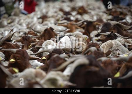 Un troupeau de moutons circule devant la Banque d'Espagne sur la Plaza de Cibeles pendant le festival de transhumance dans le centre de Madrid. Une année de plus, les moutons ont traversé le centre de Madrid dans une nouvelle édition du Festival de transhumance. Le festival est célébré depuis 1994 et remplit les principales artères de la capitale espagnole de moutons pour faire valoir l’élevage extensif comme outil de conservation de la biodiversité et de lutte contre le changement climatique. Cette année, quelque 1 100 moutons ont défilé dans le centre de la capitale. (Photo de David Canales/SOPA Images/Sipa USA) Banque D'Images