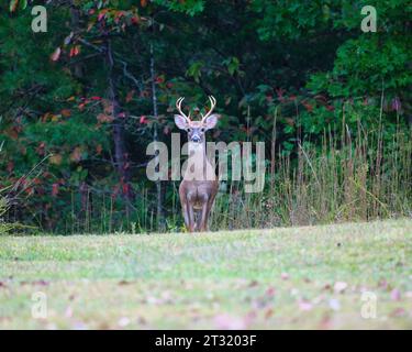 Un cerf majestueux à queue blanche marchant gracieusement à travers un champ herbeux luxuriant. Banque D'Images