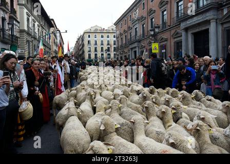 Madrid, Espagne. 22 octobre 2023. Un troupeau de 1 100 moutons et 200 chèvres a repris le centre de Madrid lors de la célébration de la traditionnelle fête de la transhumance, qui fête ses 30 ans cette année en 2023. (Image de crédit : © Richard Zubelzu/ZUMA Press Wire) USAGE ÉDITORIAL SEULEMENT! Non destiné à UN USAGE commercial ! Banque D'Images