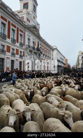 Madrid, Espagne. 22 octobre 2023. Un troupeau de 1 100 moutons et 200 chèvres a repris le centre de Madrid lors de la célébration de la traditionnelle fête de la transhumance, qui fête ses 30 ans cette année en 2023. (Image de crédit : © Richard Zubelzu/ZUMA Press Wire) USAGE ÉDITORIAL SEULEMENT! Non destiné à UN USAGE commercial ! Banque D'Images