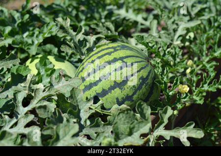 Pastèque verte rayée sur une plantation en été. Champ agricole de pastèque. Banque D'Images