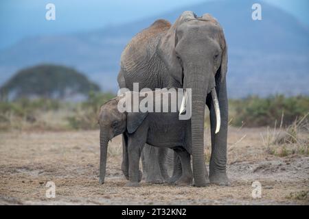 Une mère d'éléphant d'Afrique et un veau au parc national d'Amboseli, au Kenya Banque D'Images