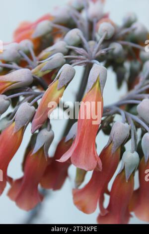 Floraison de la plante Kalanchoe Daigremontiana, populairement connue comme Mãe de Mil, Mãe de Thousands, Aranto, Kalanchoe, plante de maternité. Banque D'Images