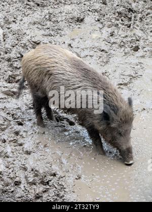 sanglier dans la nature Banque D'Images