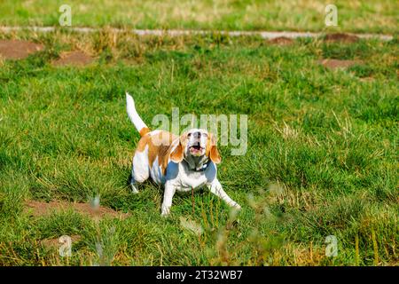 Chien de race beagle à revêtement brun et blanc aboyant à Heather Farm Wetland sur Horsell Common près de Woking, Surrey, populaire auprès des promeneurs de chiens Banque D'Images