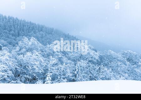 Forêt enneigée après tempête de neige hivernale dans les montagnes Banque D'Images