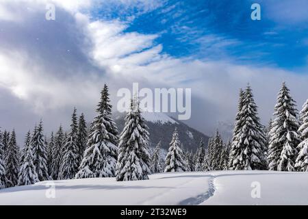 Conifères chargés de neige dans une clairière hivernale avec un sentier gravé dans la neige. Paysage de montagnes d'hiver Banque D'Images