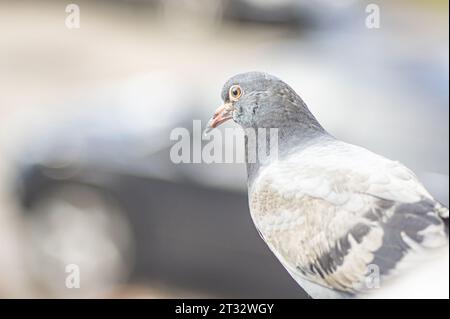 Pigeon voyageur. Gros plan du corps du pigeon voyageur de vitesse. Colombe de beauté rock. drôle de regarder la caméra. Concept de journée de la paix. le pigeon en milieu urbain Banque D'Images