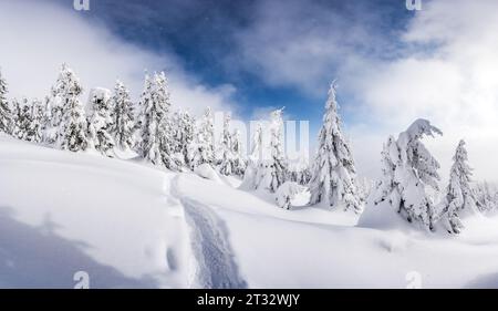 Une photo d'hiver pittoresque de pins recouverts de neige sur une prairie de montagne avec un sentier creusé dans la neige. Paysage de montagnes d'hiver Banque D'Images