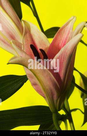 Stargazer ou lys oriental nature morte, éclate de couleur, de lignes, de forme et de motif. Sur fond jaune. Banque D'Images