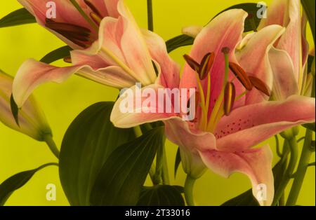 Stargazer ou lys oriental nature morte, éclatent avec la couleur, les lignes, le motif pris créant l'effet de rêve, sur fond jaune. Banque D'Images