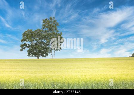 Blue Sky et Wheat Field Banque D'Images