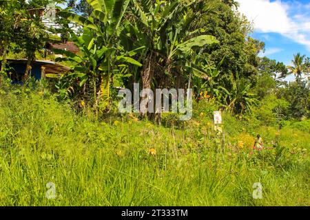 Petites huttes parmi la jungle et les montagnes. Sri Lanka. Image d'arrière-plan avec espace de copie Banque D'Images
