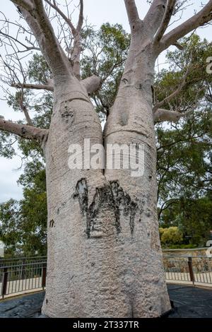 Gija Jumulu, ou Boab Tree (Adansonia gregorii), au jardin botanique d'Australie occidentale. Kings Park, Perth, Australie. Banque D'Images