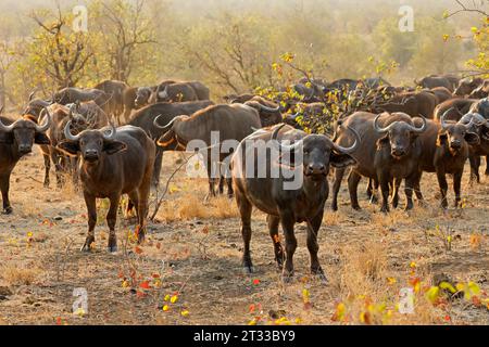 Grand troupeau de buffles africains (Syncerus caffer), Parc national Kruger, Afrique du Sud Banque D'Images