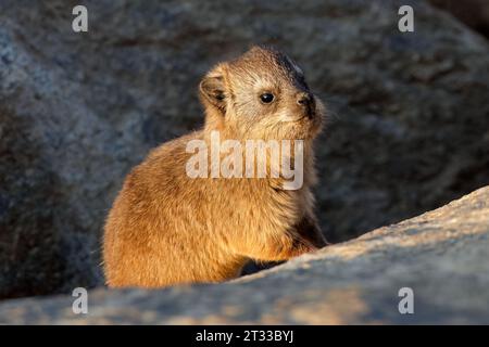 Un jeune hyrax rocheux (Procavia capensis) se prélasse sur un rocher, Augrabies Falls National Park, Afrique du Sud Banque D'Images