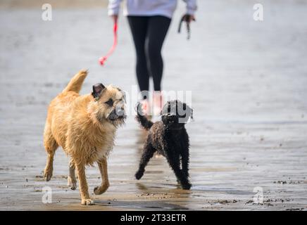 Chiens jouant sur la plage de sable, propriétaire avec lanceur de balle à la main marchant derrière les chiens. Banque D'Images