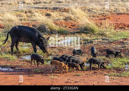 Porcs sauvages se nourrissant dans l'outback australien Banque D'Images