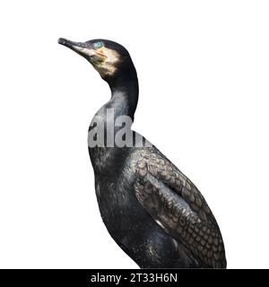 un cormoran sur une bûche de bois avec un fond transparent Banque D'Images