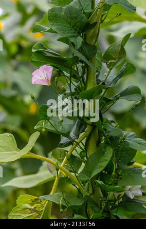 Amande de champ ou Convolvulus arvensis amande européenne rampant Jenny possession plante herbacée vivace herbacée de vigne avec des fleurs blanches ouvertes et fermées Banque D'Images