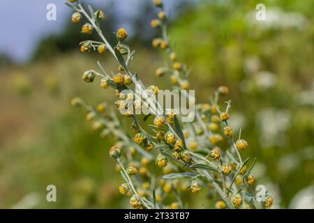 Feuilles gris vert d'wormwood avec de belles fleurs jaunes. Artemisia absinthium absinthium, plante à fleurs d'absinthe d'absinthe, gros plan macro. Banque D'Images