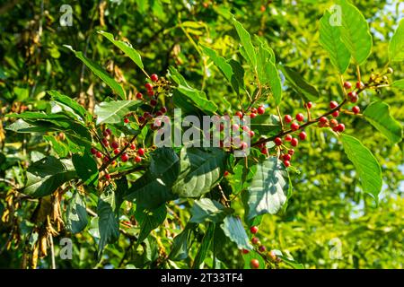 Succursales / filiale de Frangula alnus de noir et de fruits rouges. Fruits de Frangula alnus. Banque D'Images