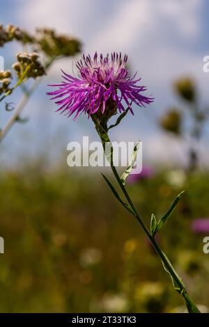 Centaurea jacea, le knapweed brun, connu aussi sous le nom de knapweed brun, brune knapweed et têtes dures. Banque D'Images