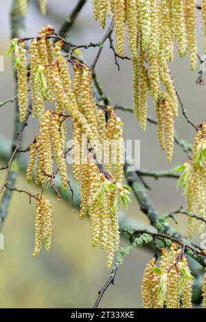 Carpinus betulus, cornbeille européenne ou commune, monoiques, mâles et femelles chatons à la fin de l'hiver/au début du printemps Banque D'Images