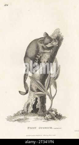 Planeur à queue de plumes, acrobates pygmées. Pygmée opossum, Didelphis pygmaea. D'après une illustration dans Zoology of New Holland de George Shaw. Gravure sur cuivre par James Heath, de George Shaw’s General Zoology : Mammalia, G. Kearsley, Fleet Street, Londres, 1800. Banque D'Images