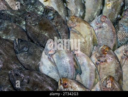 Le poisson pomfret noir (Parastromateus niger) sur glace dans le supermarché de Yogyakarta, Indonésie. Banque D'Images