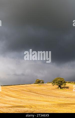 Un champ de chaume dans le Herefordshire, Royaume-Uni, vu sous un soleil éclatant contre un ciel sombre orageux Banque D'Images