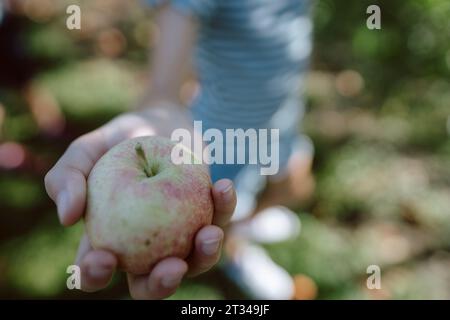 Jeune fille tenant une pomme fraîchement cueillie sur une journée ensoleillée Banque D'Images