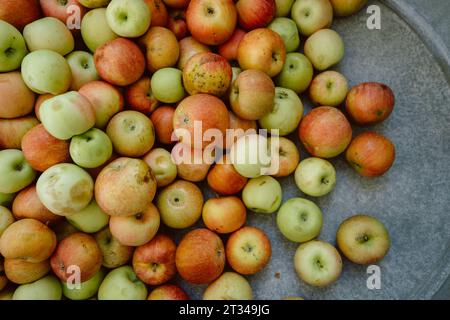 Abondance de pommes fraîchement cueillies Banque D'Images